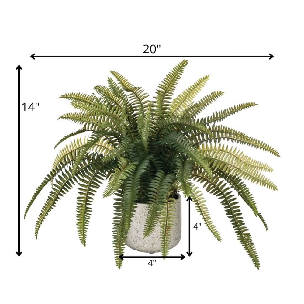 Potted Fern