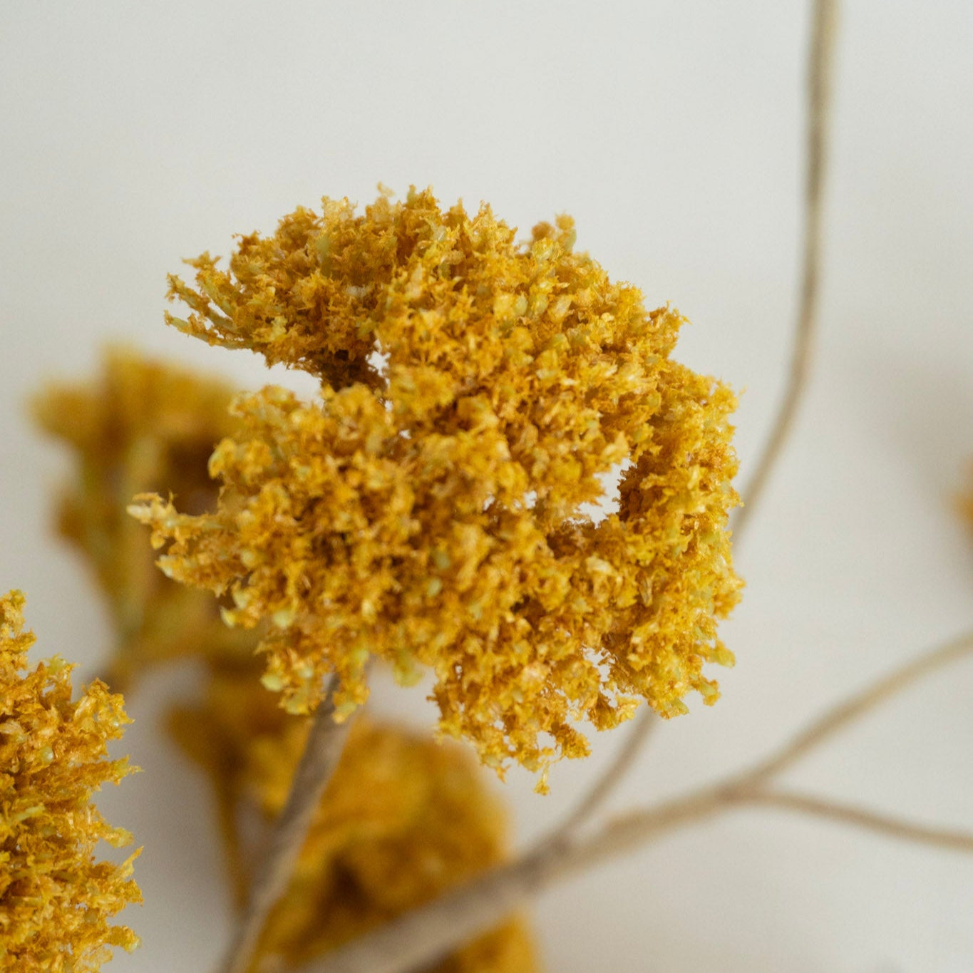 Yarrow Spray