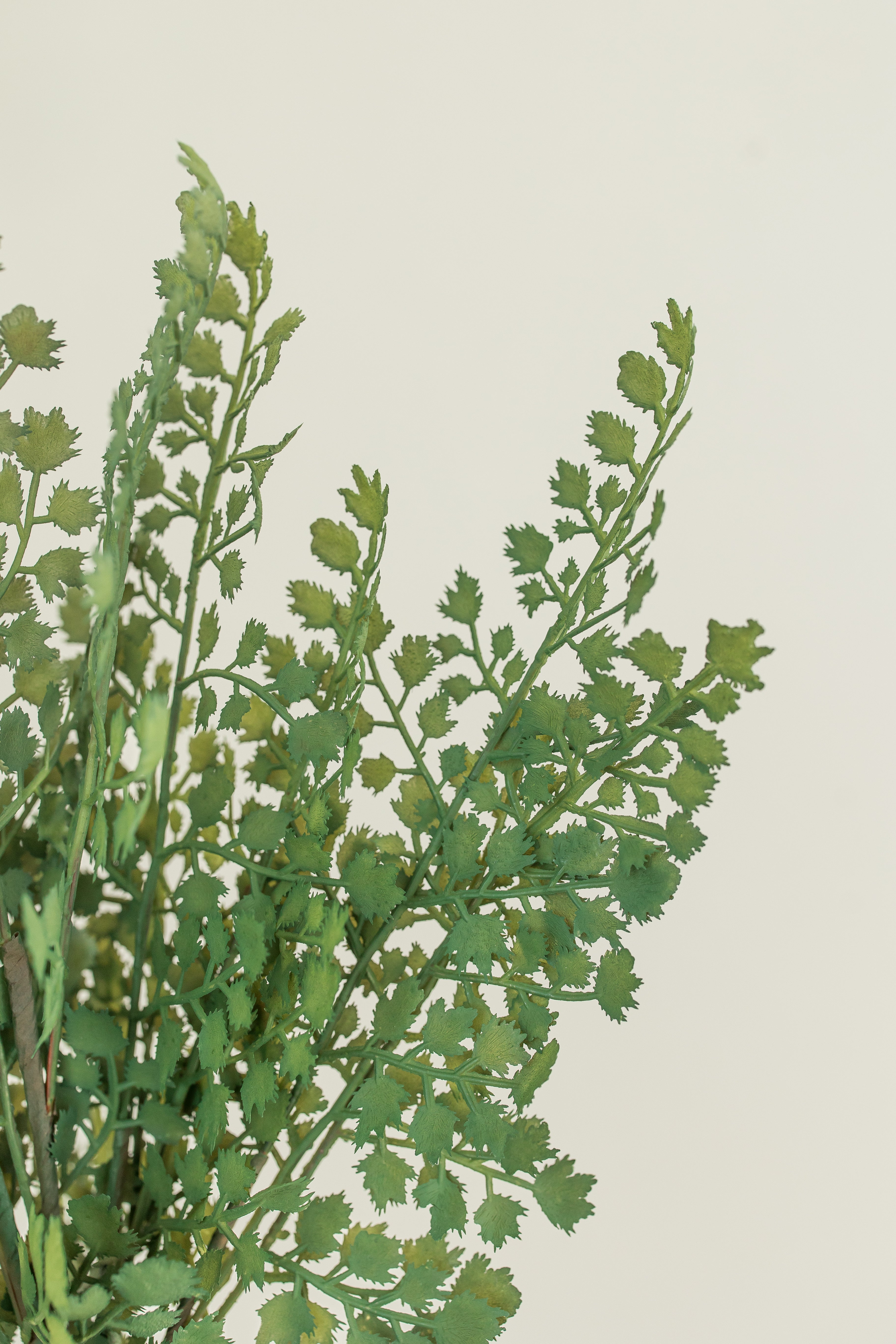 Maidenhair Fern Spray