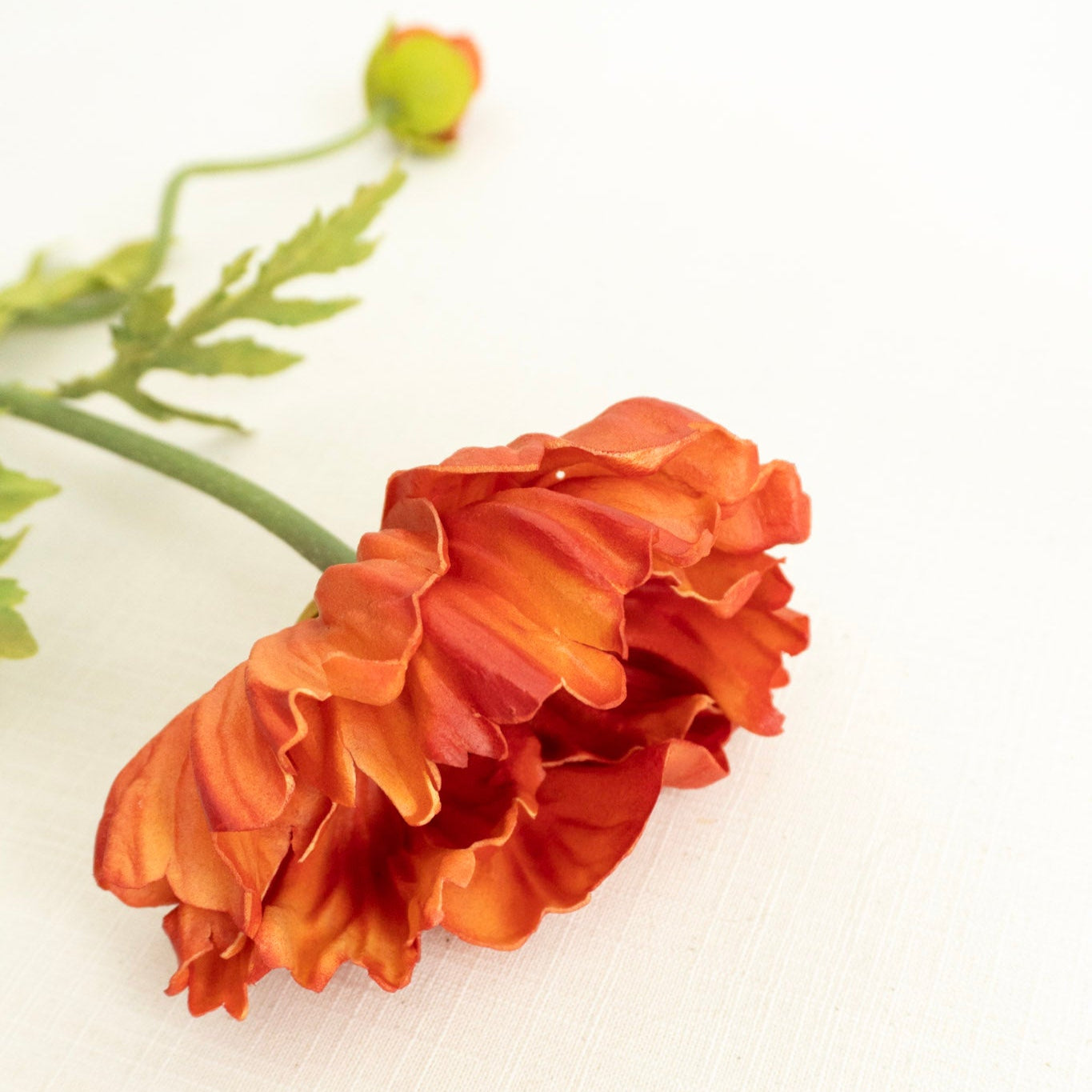 Orange Poppy