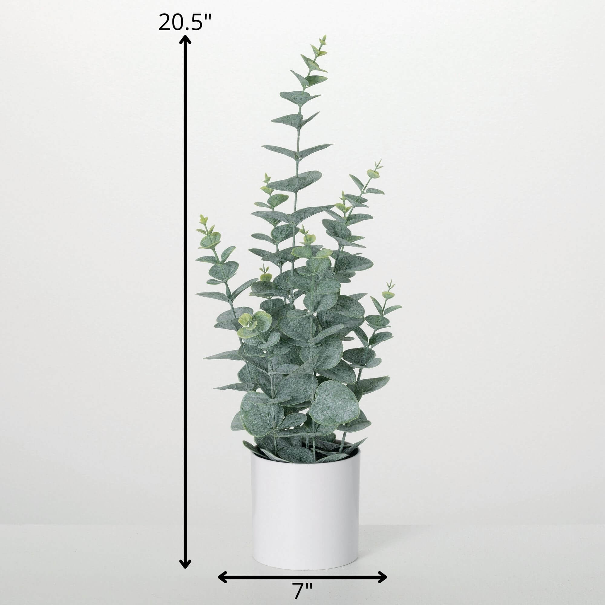 Potted Eucalyptus