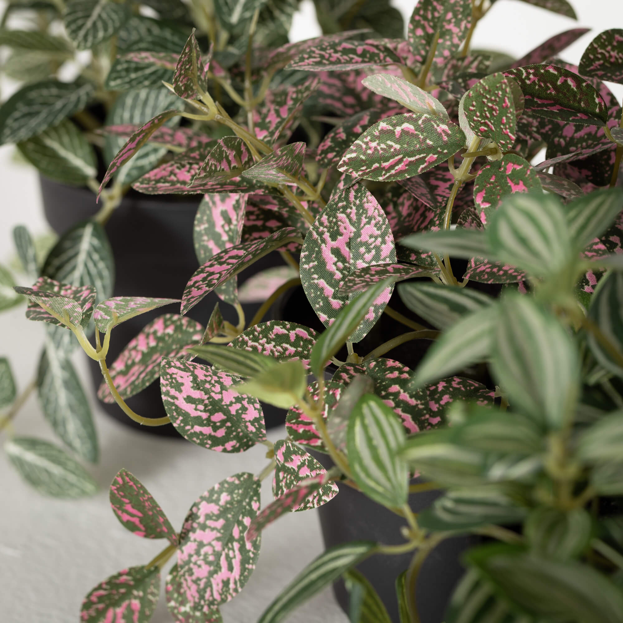 Faux Fittonia in a Pot
