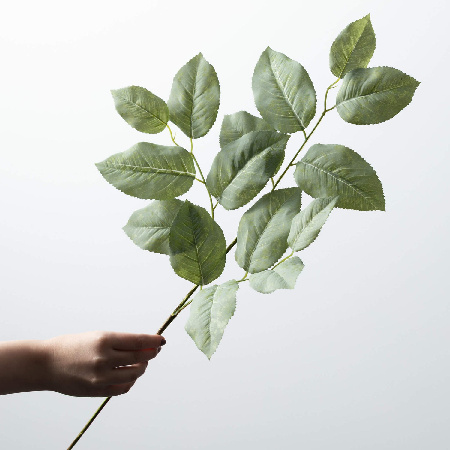 Lemon Leaf Stem - 26"