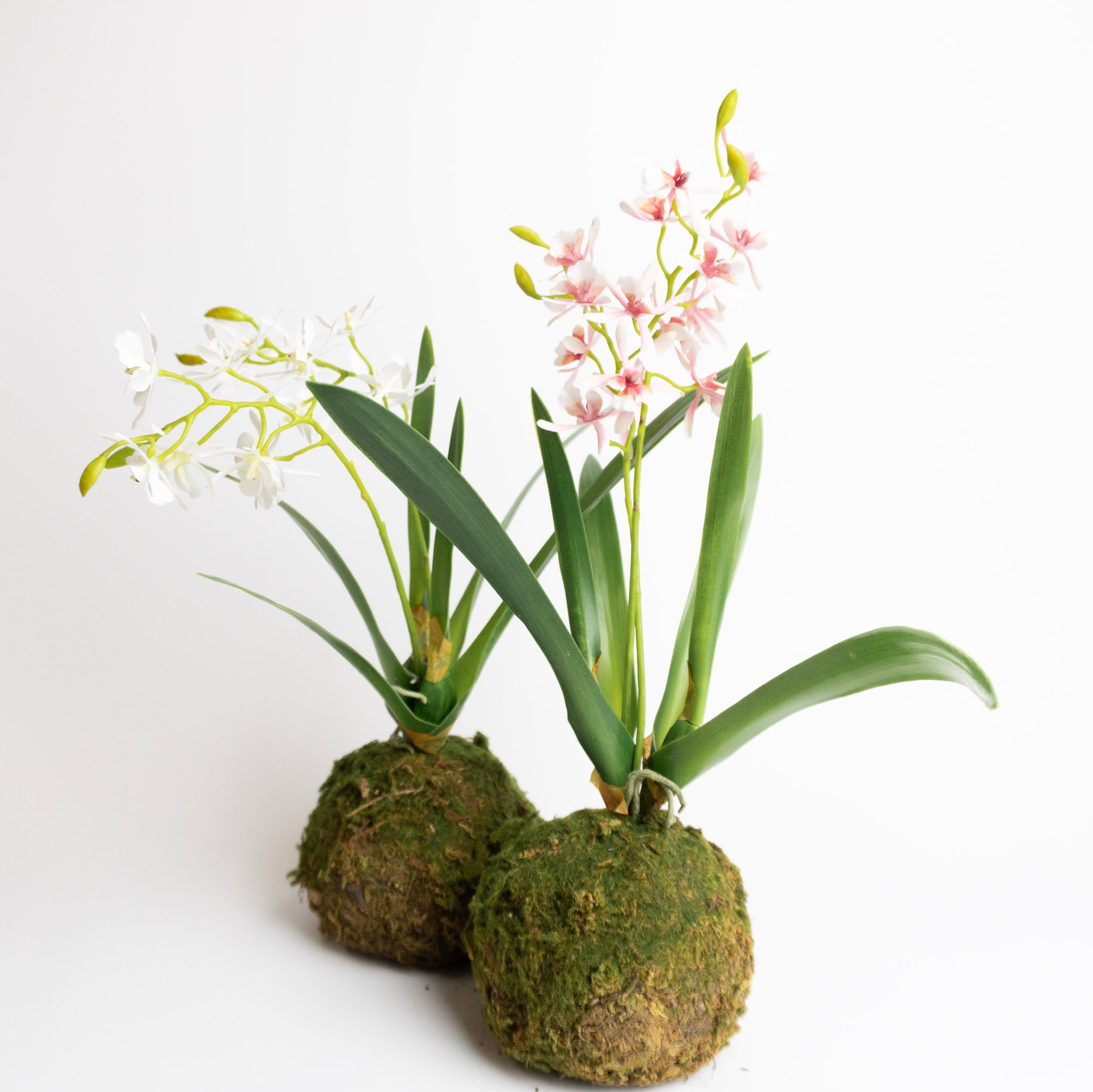 Mini Orchid in Moss Ball
