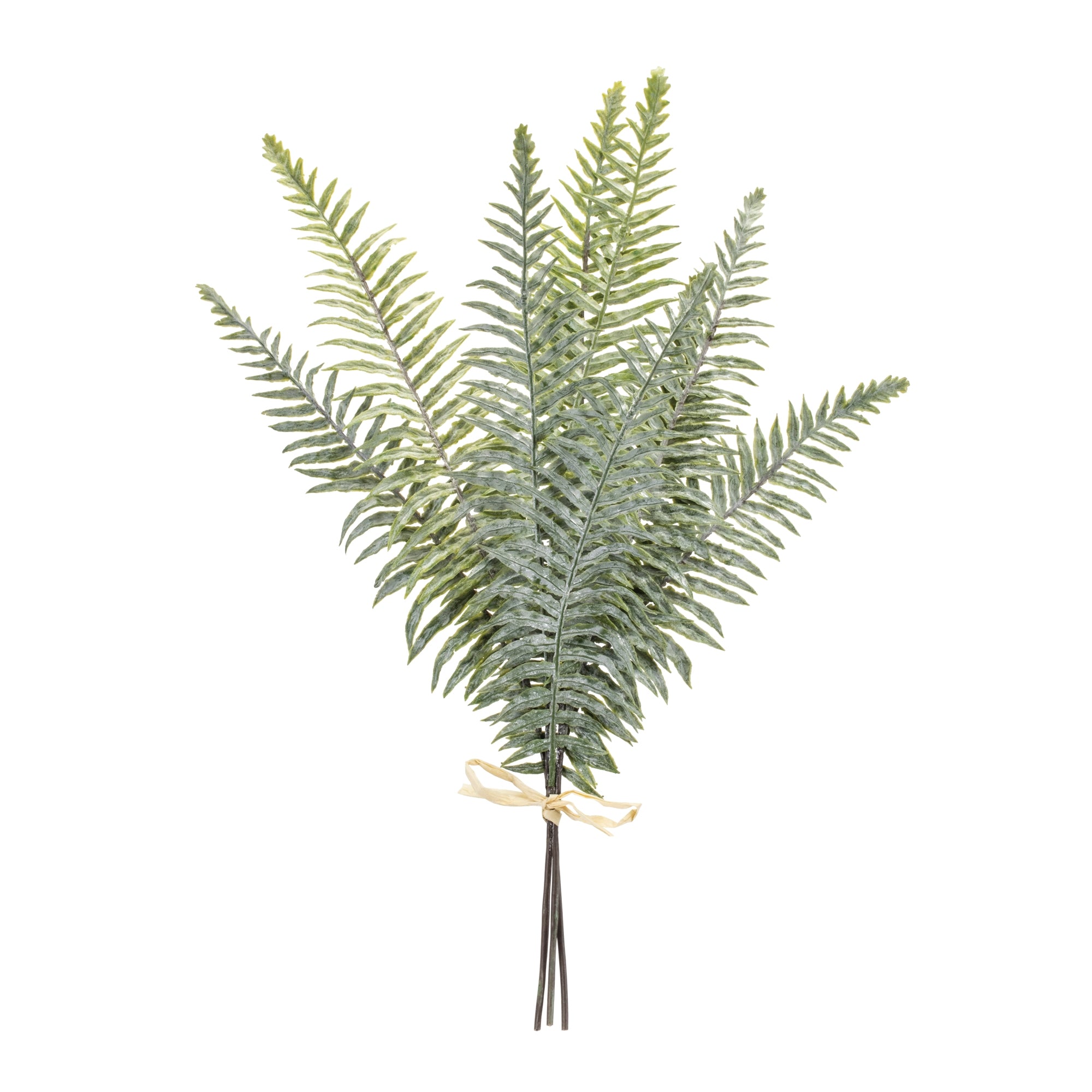 Fern Bundle