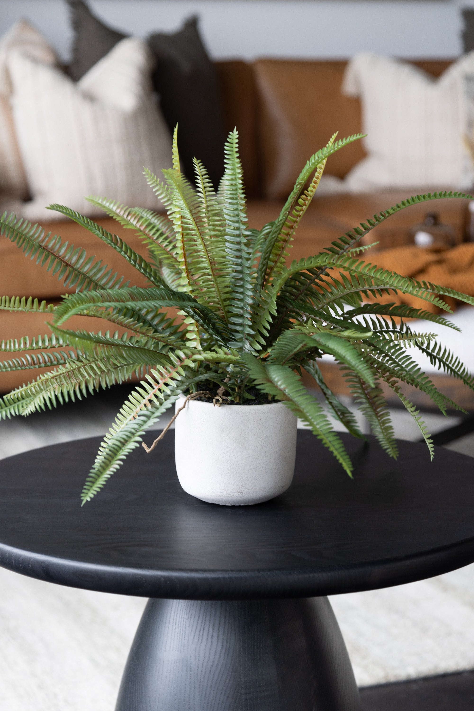 Potted Fern