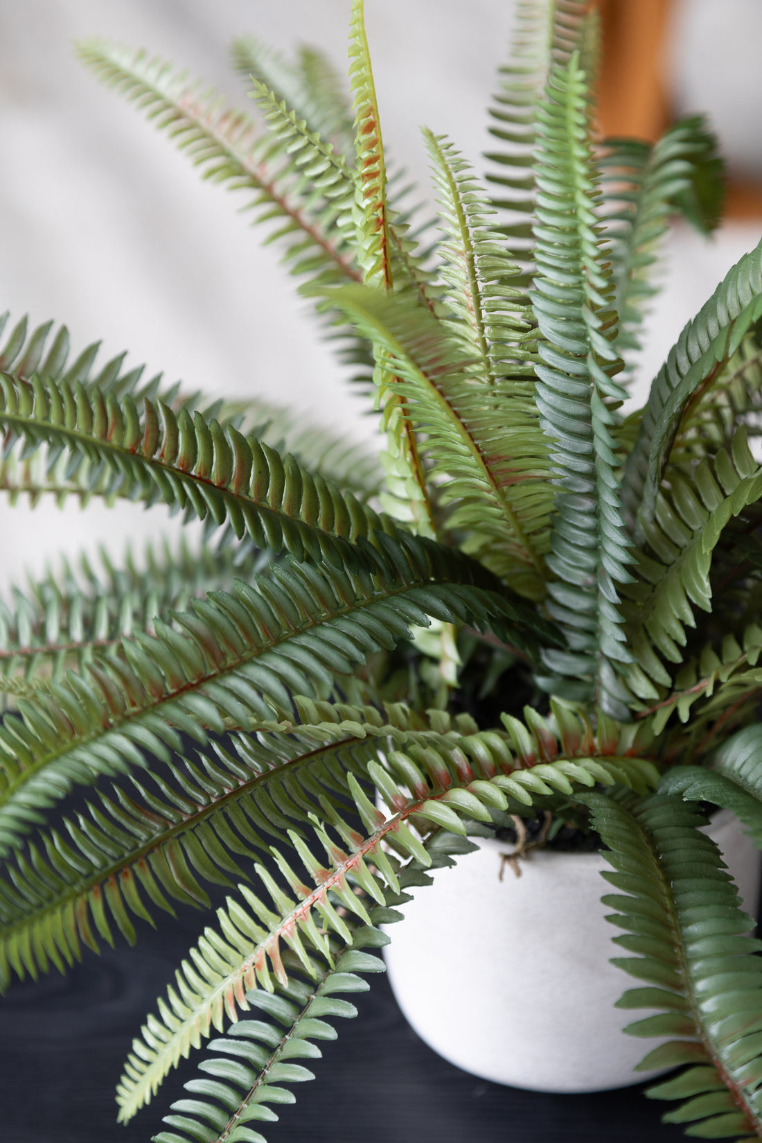 Potted Fern