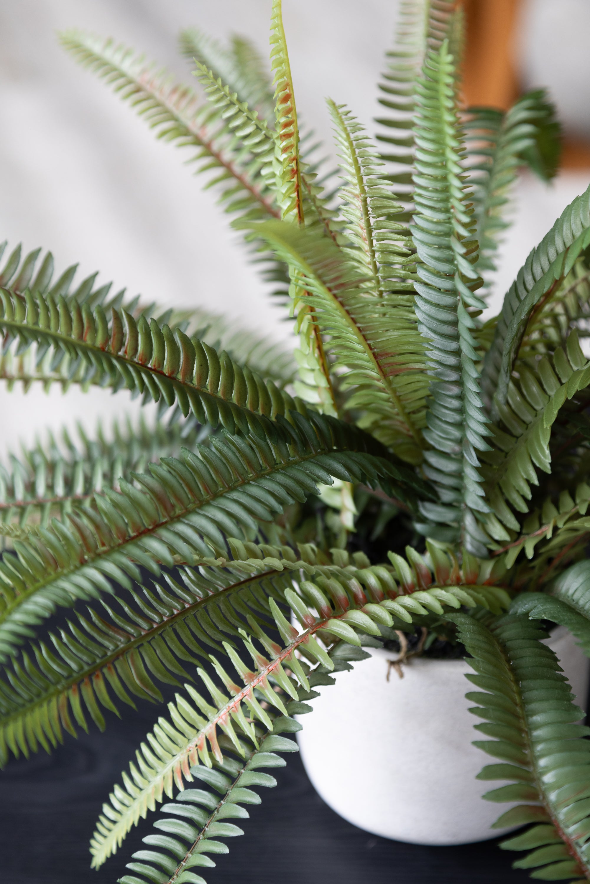 Potted Fern