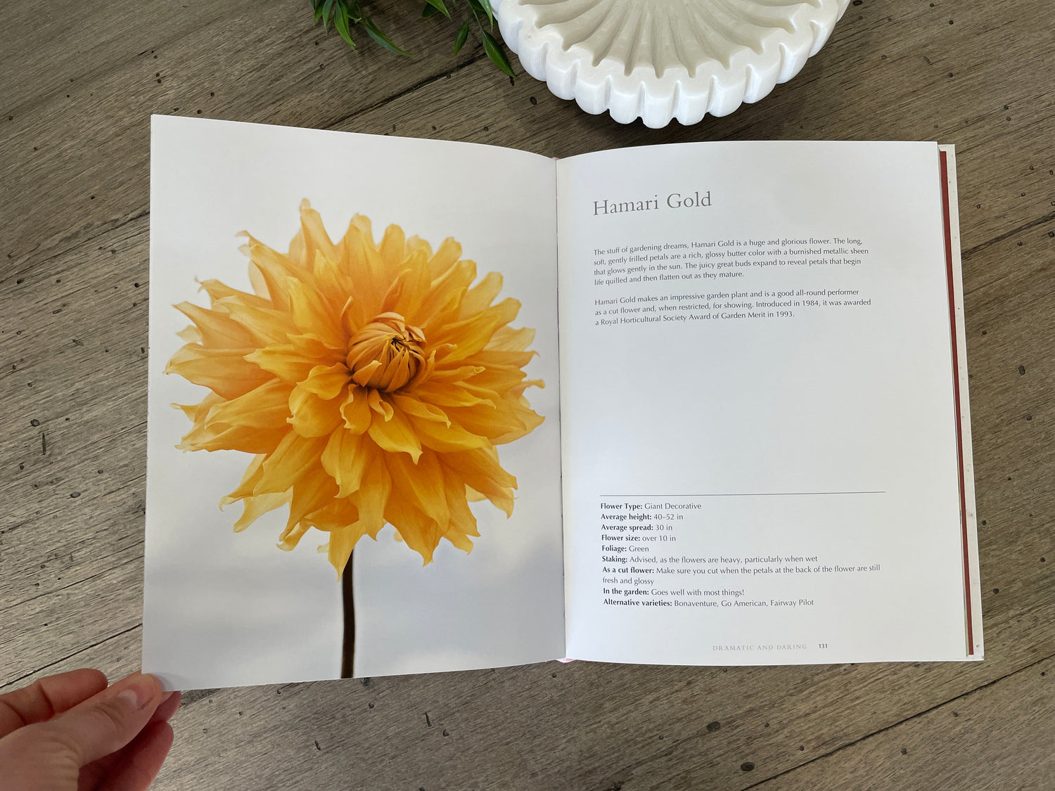 Dahlias {Book}