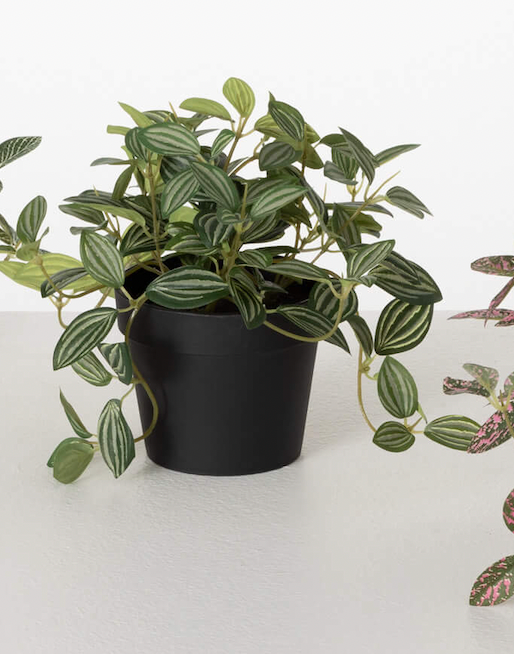 Faux Fittonia in a Pot