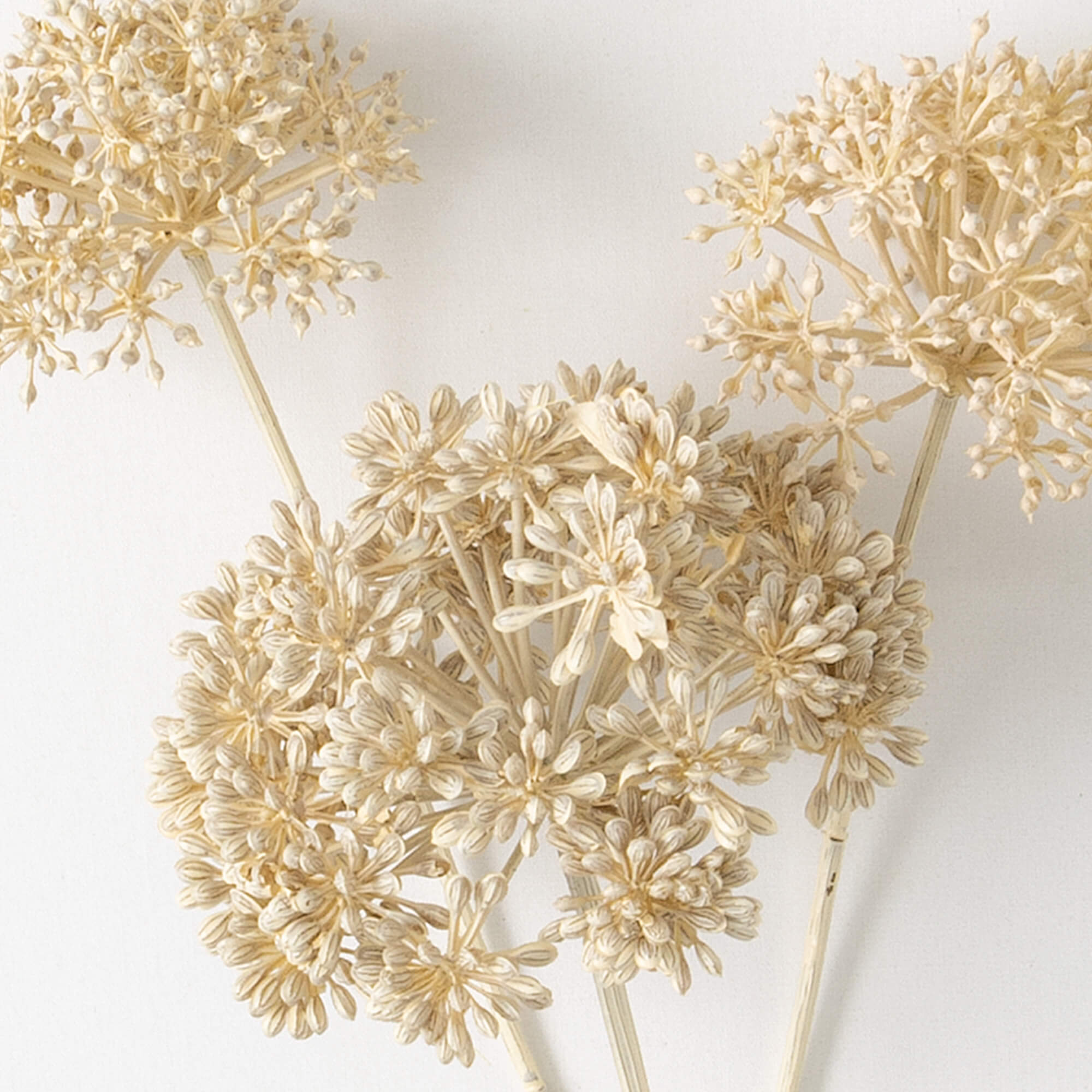 Seed Pod Spray 31" - Cream