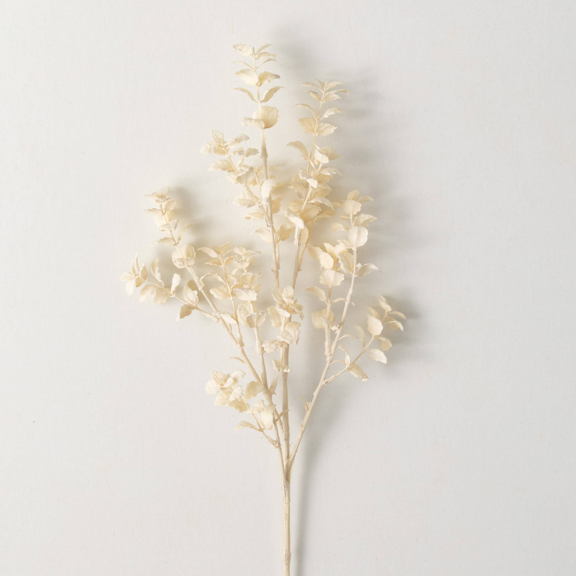 Cream Fittonia Spray Bundle