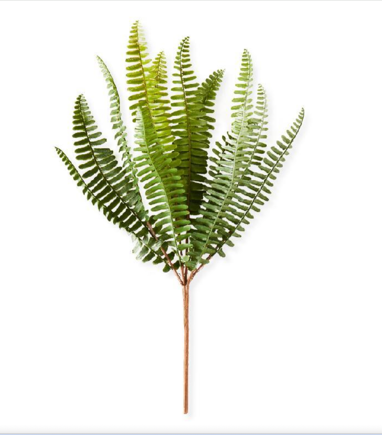 16" Fish Bone Fern Stem