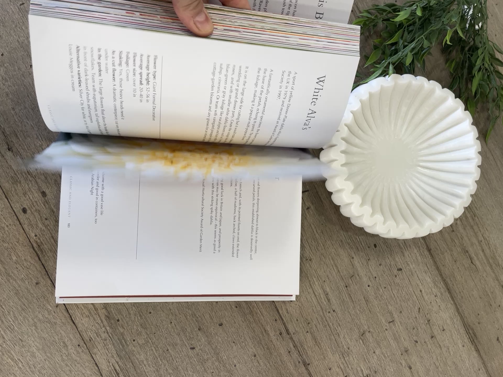 Dahlias {Book}