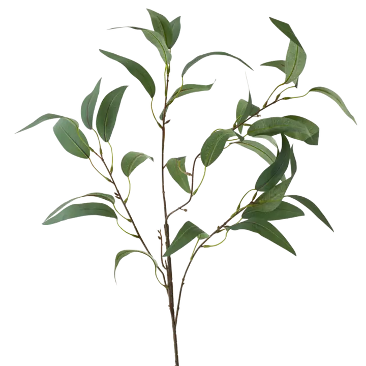 35" Eucalyptus