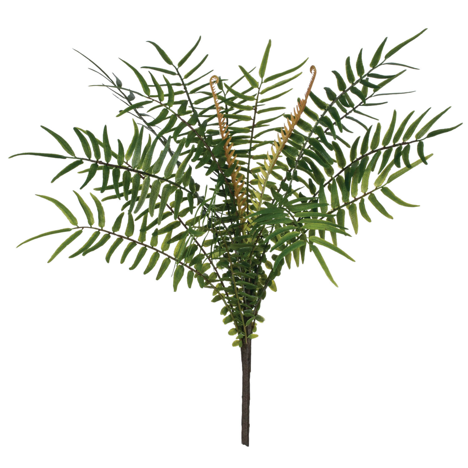 Fern Bush Spray