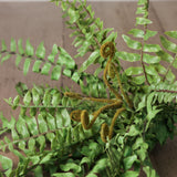 Boston Fern