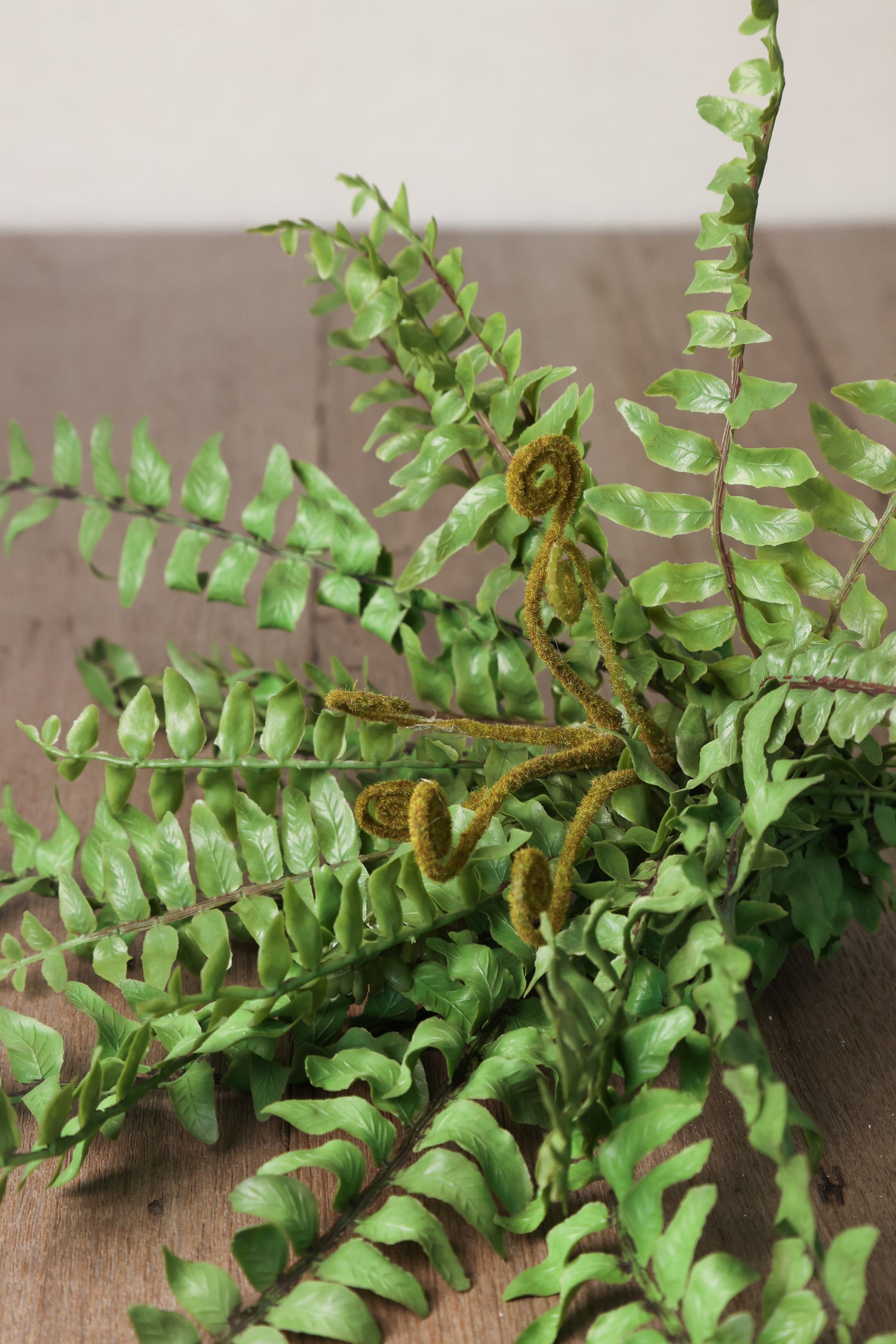 Boston Fern