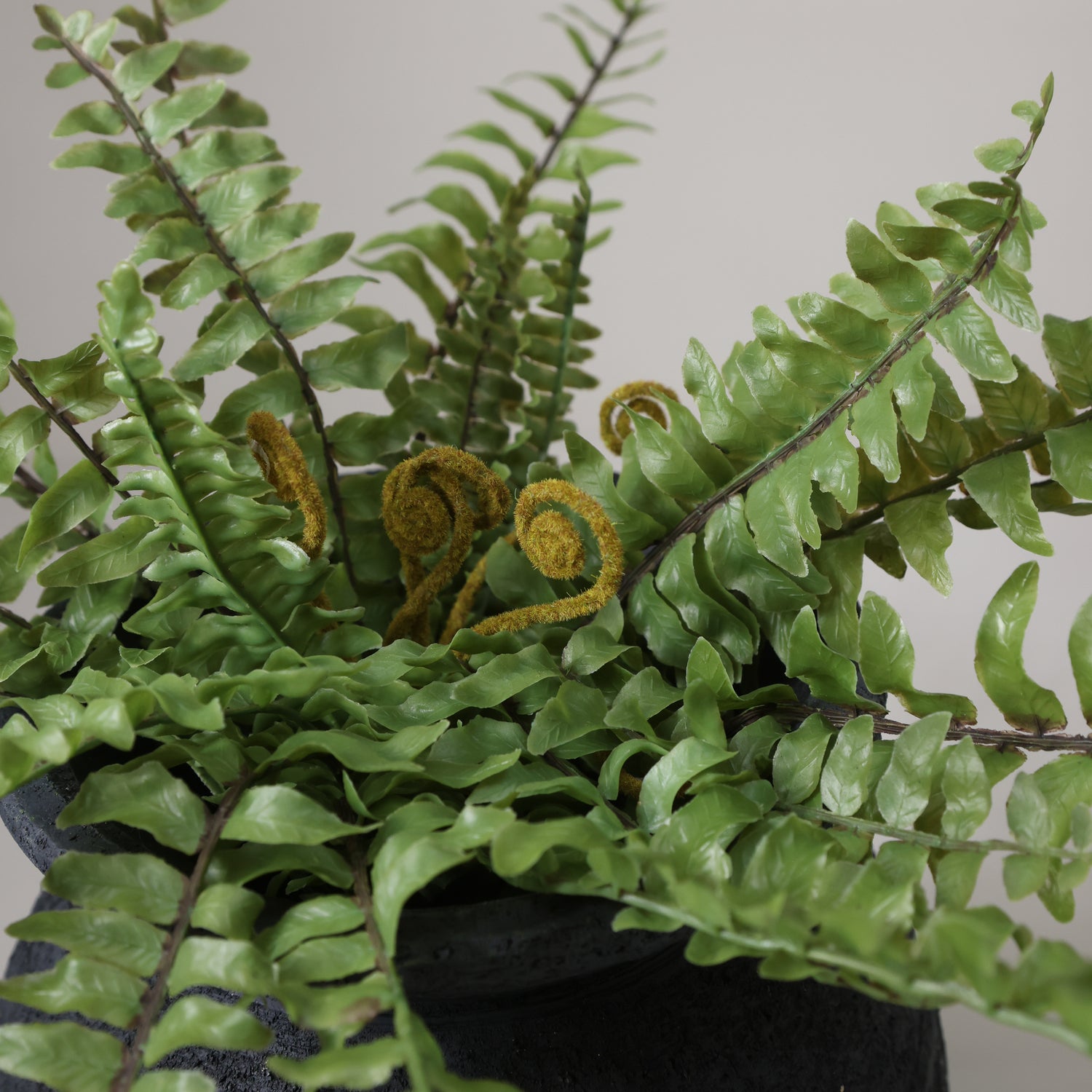 Boston Fern