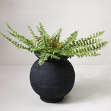 Boston Fern