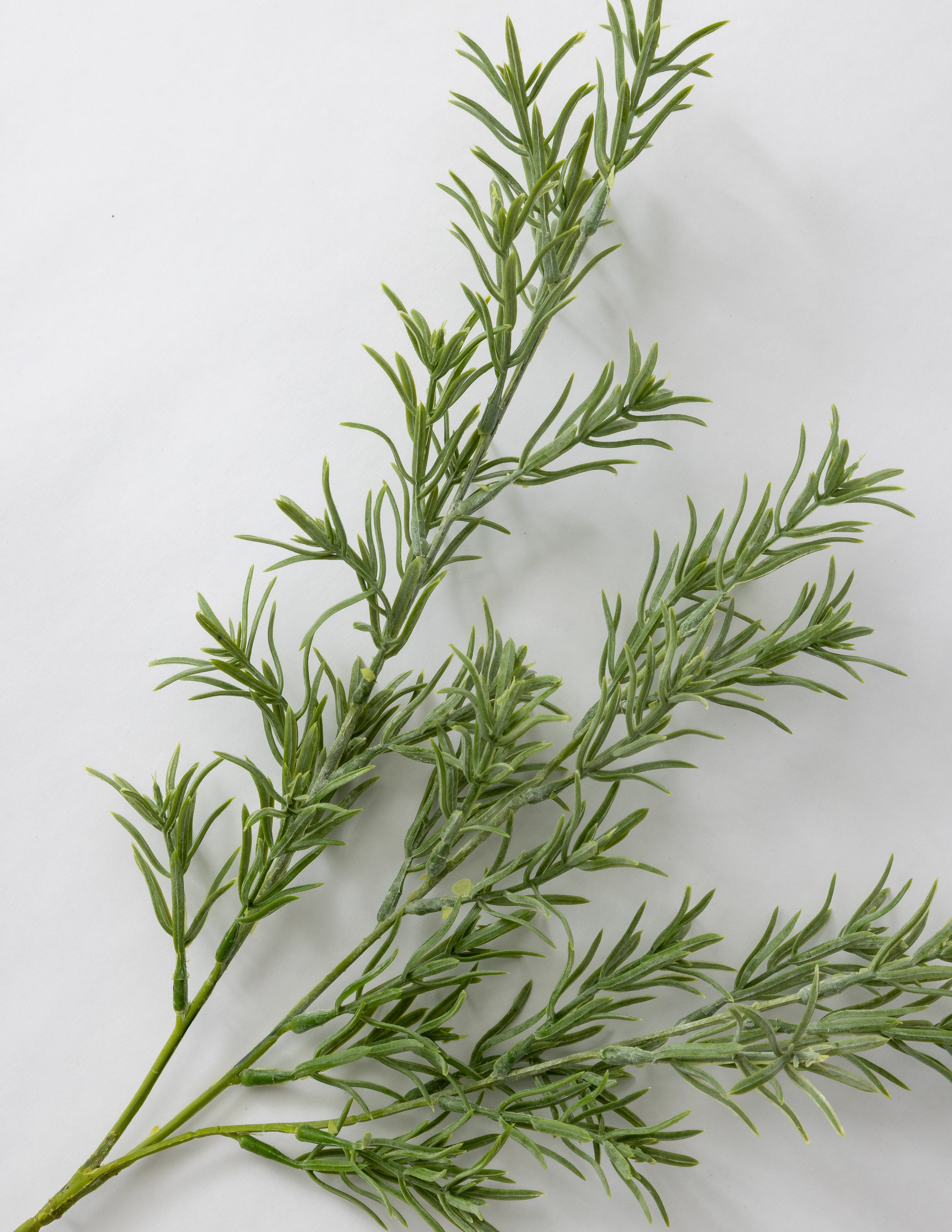 Rosemary Stem 26&quot;