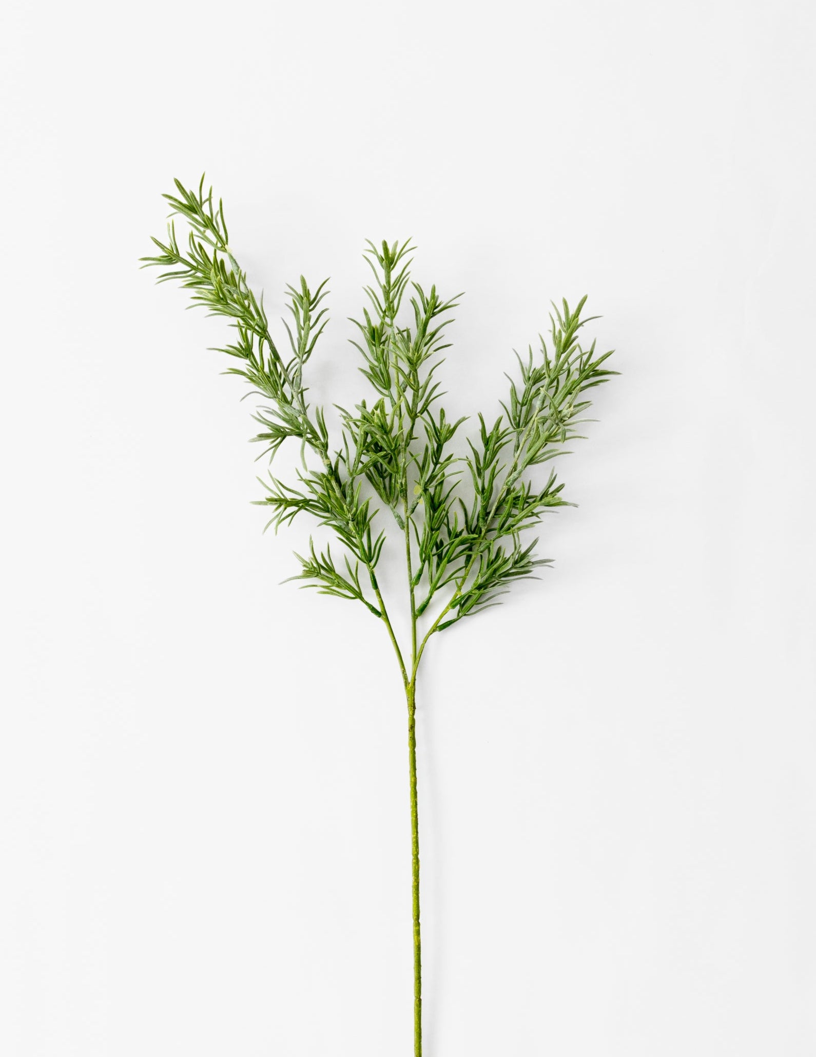 Rosemary Stem 26&quot;