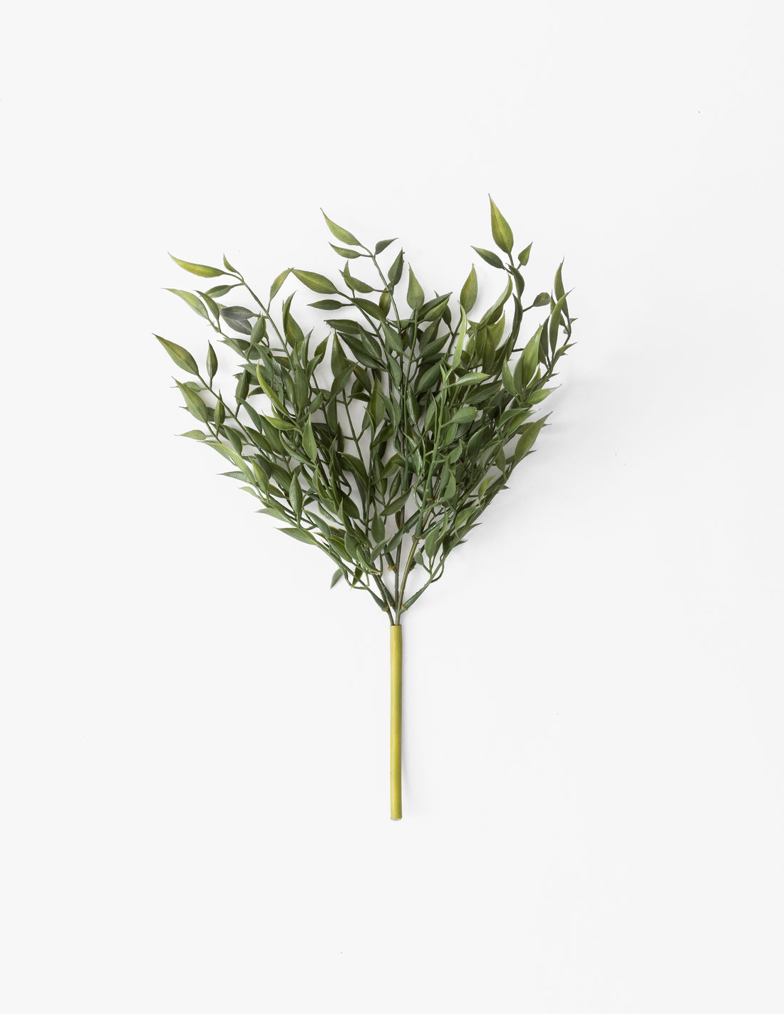 Ruscus Bush