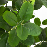 Faux Potted Rubber Tree