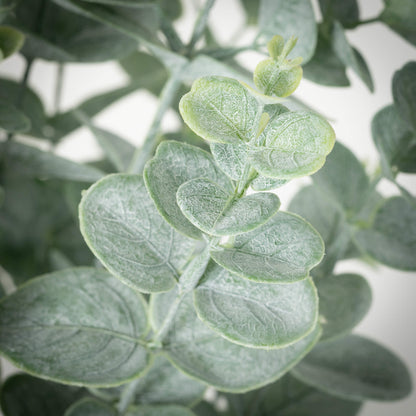 Potted Eucalyptus Plant