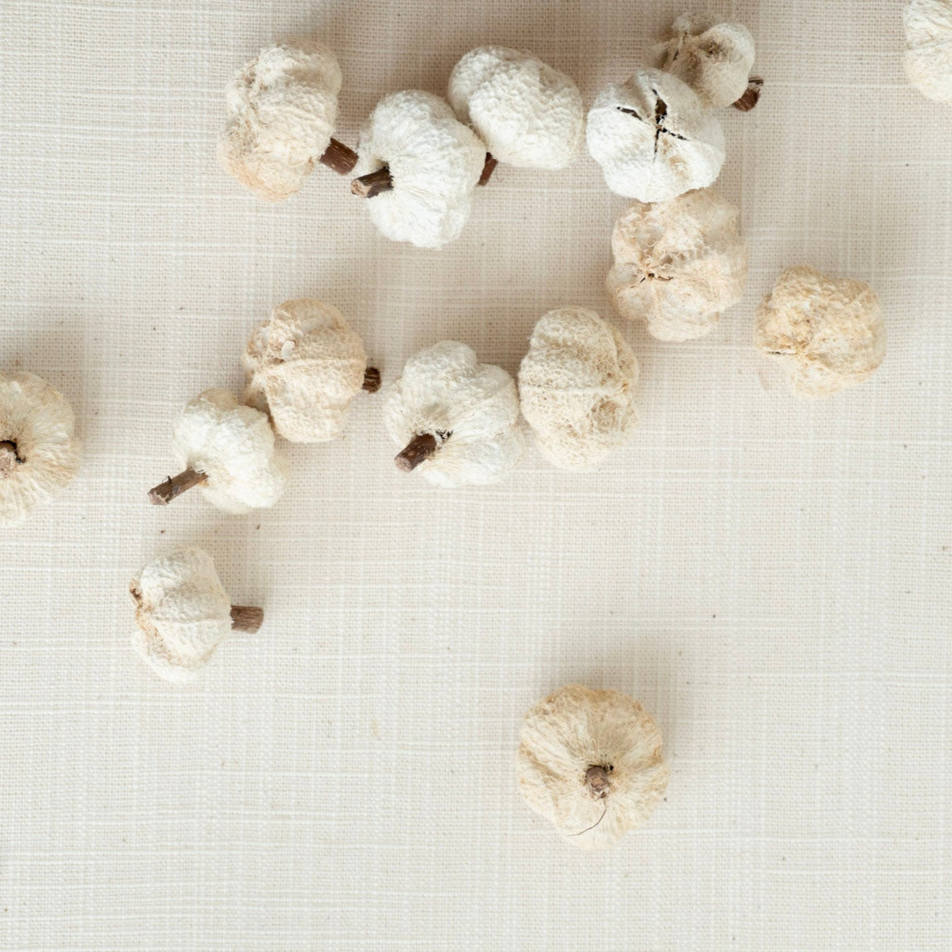 Mini Peepal Dried Pod Pumpkins