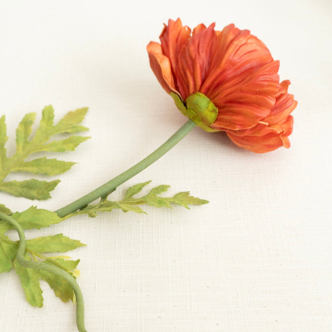 Orange Poppy