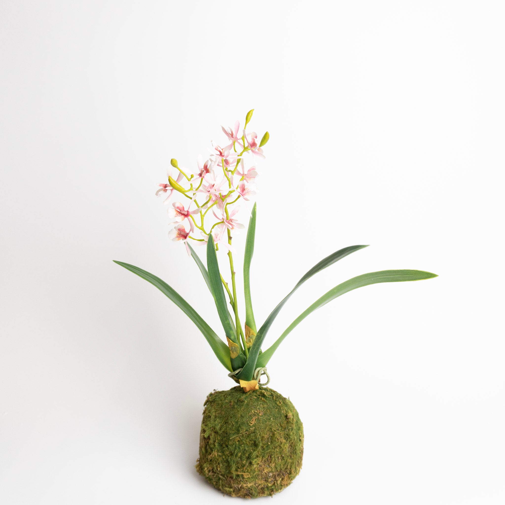 Mini Orchid in Moss Ball