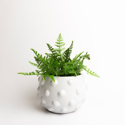 Round Terracotta Vase