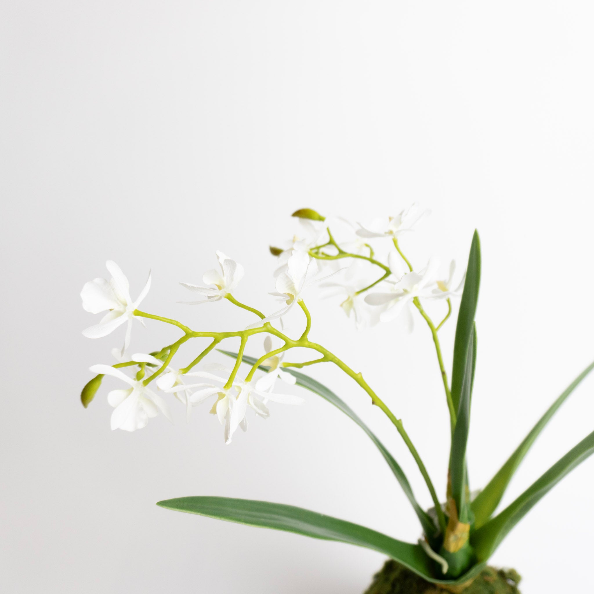 Mini Orchid in Moss Ball