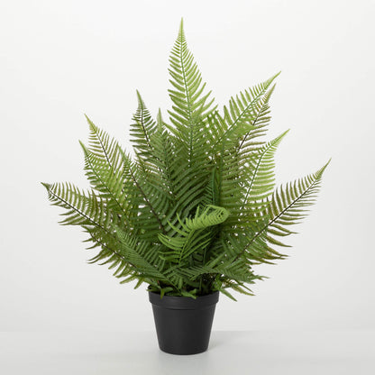 Potted Fern