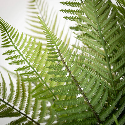 Potted Fern