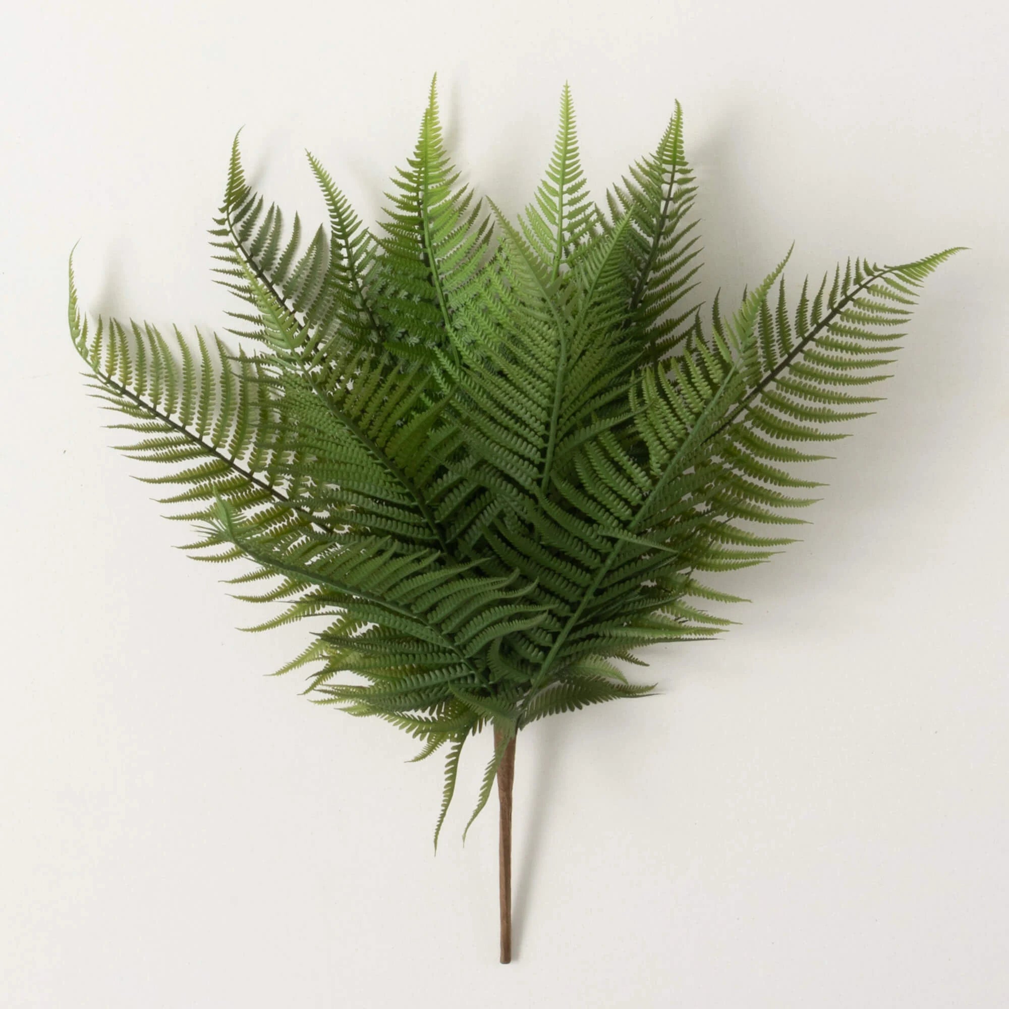 Fern Bush Stem