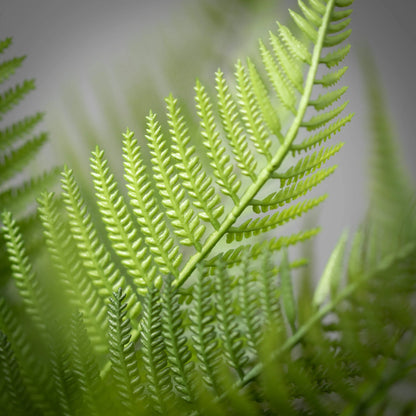 Fern Bush Stem