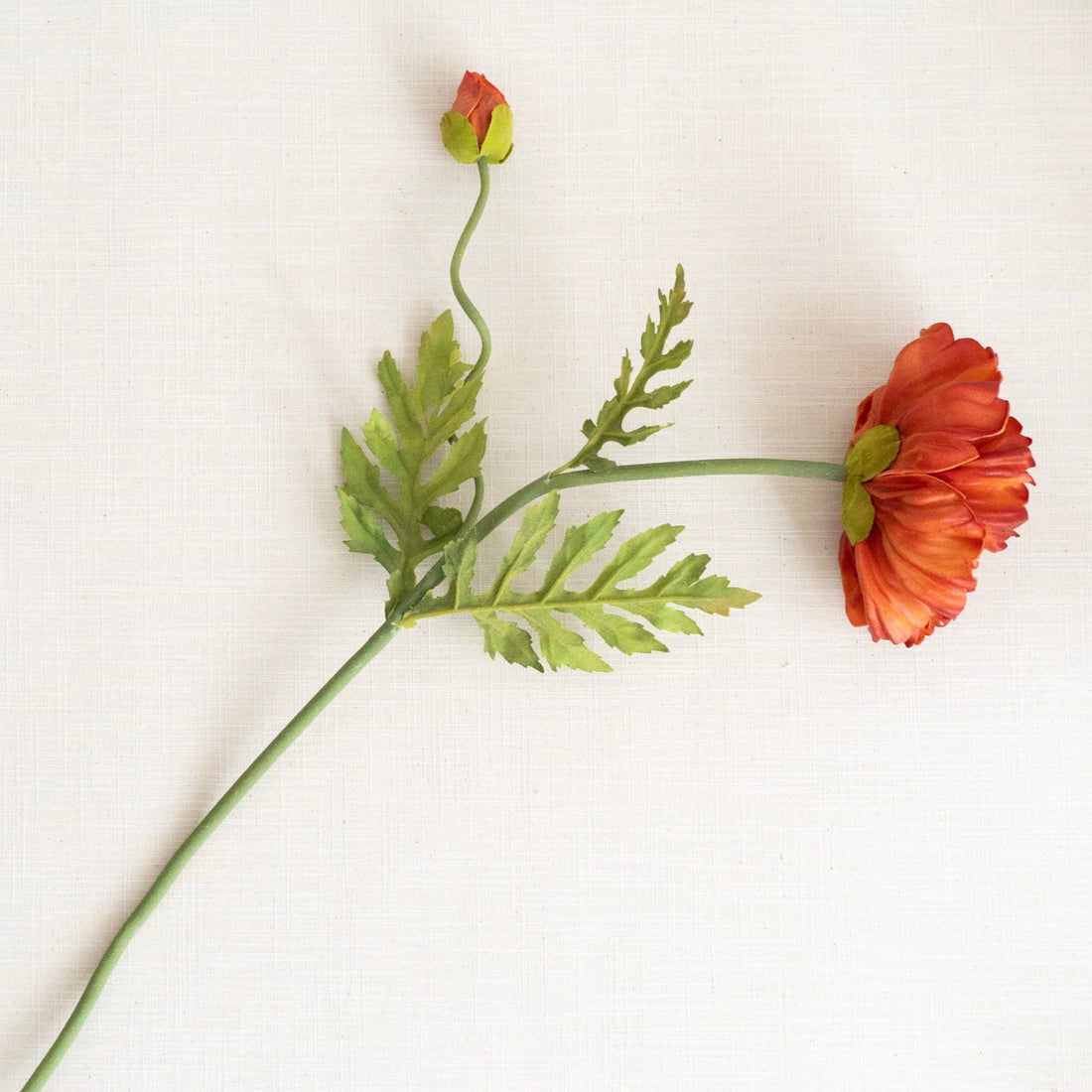 Orange Poppy
