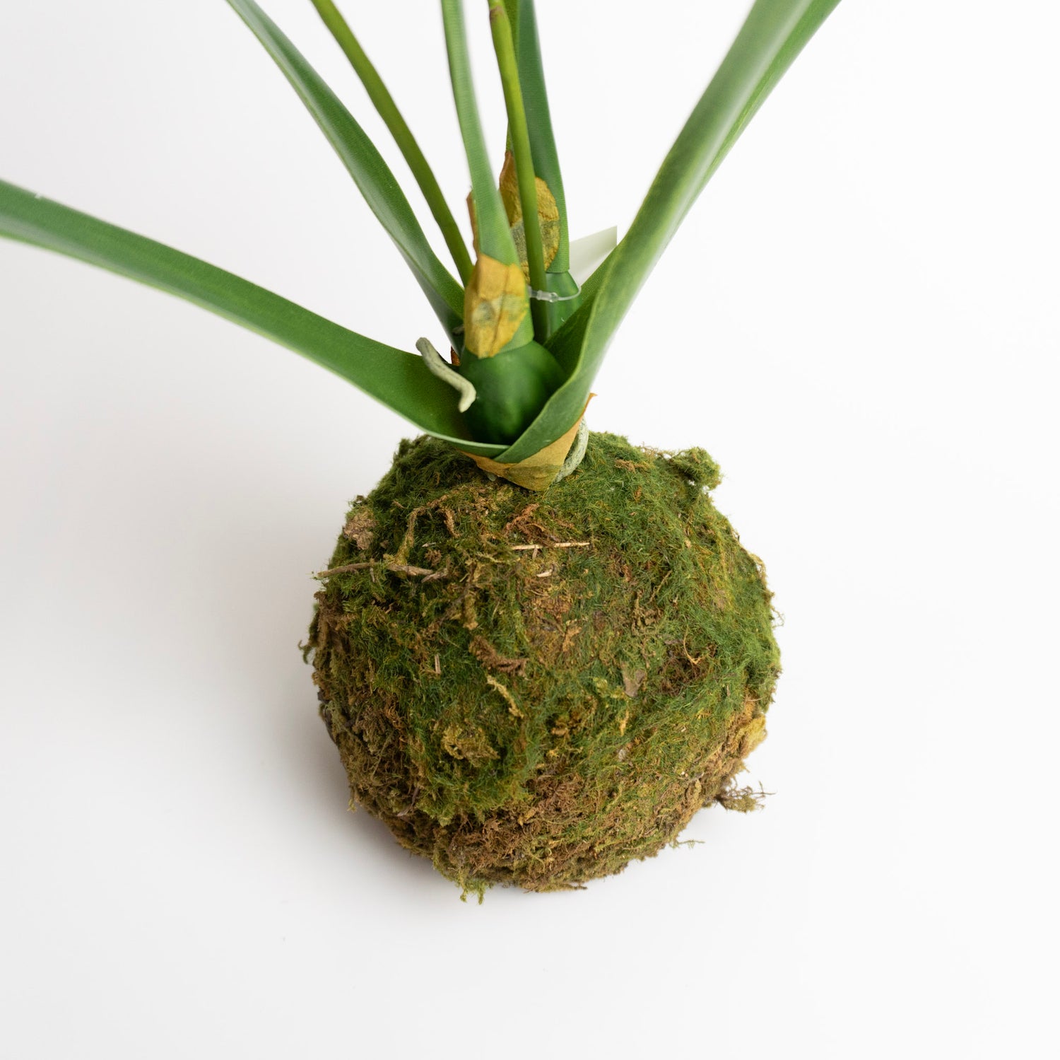 Mini Orchid in Moss Ball