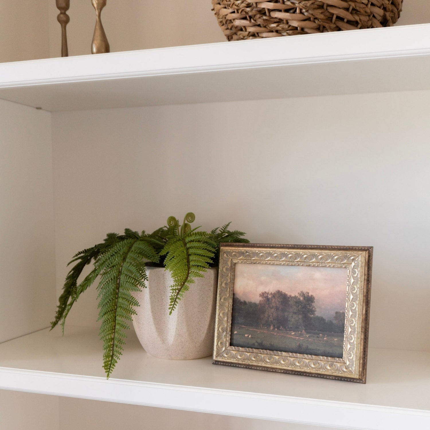 Fern Meadow Moment