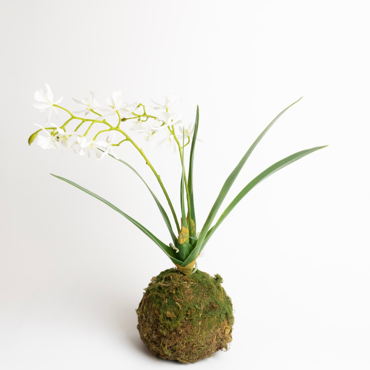 Mini Orchid in Moss Ball