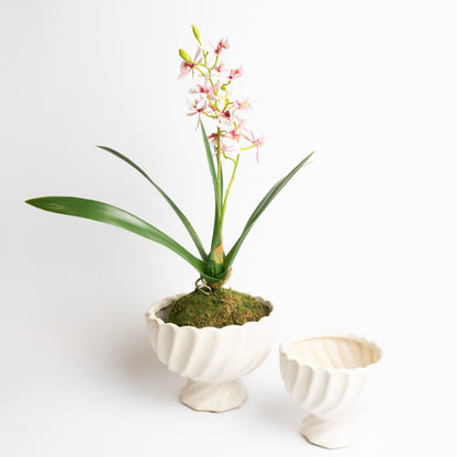 Mini Orchid in Moss Ball