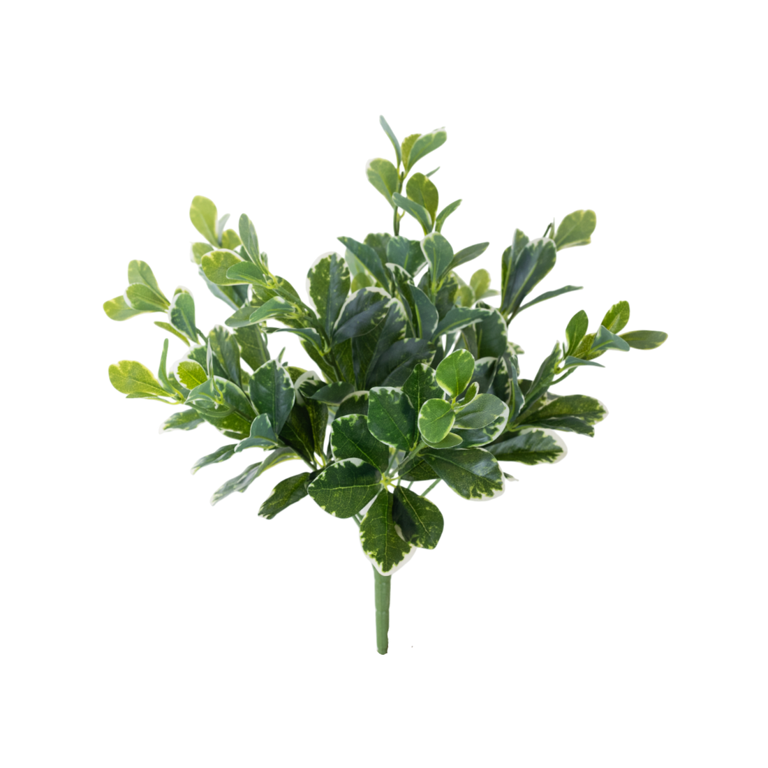 Pittosporum Variegated Bush