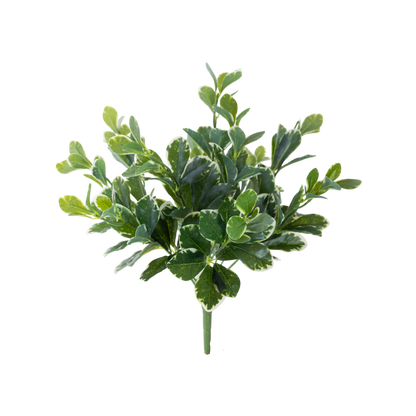 Pittosporum Variegated Bush