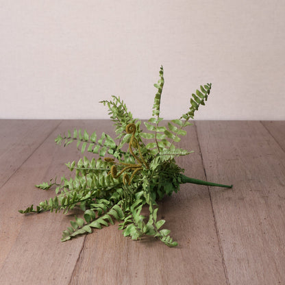 Boston Fern