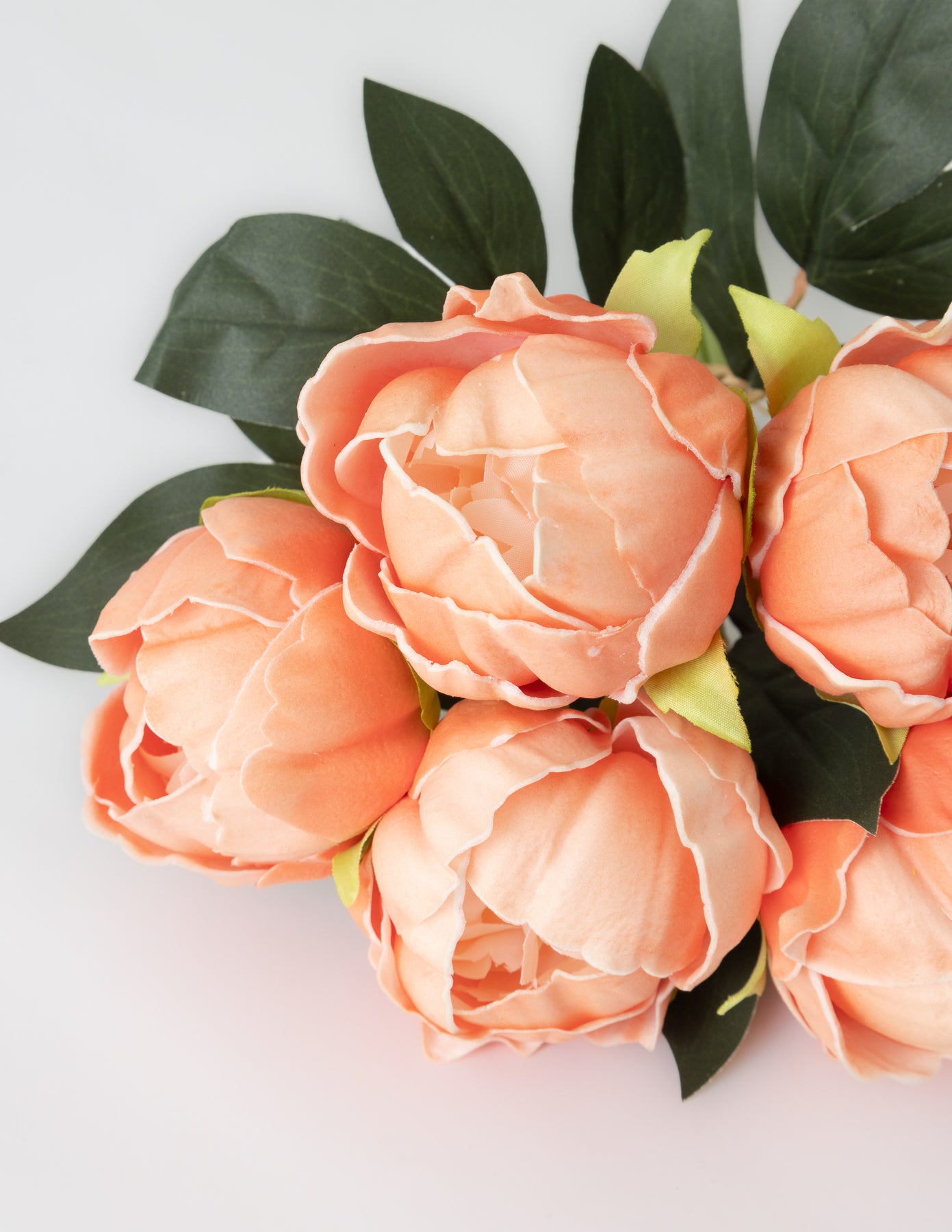 Peony Bundle (6 Stems) - Dark Peach