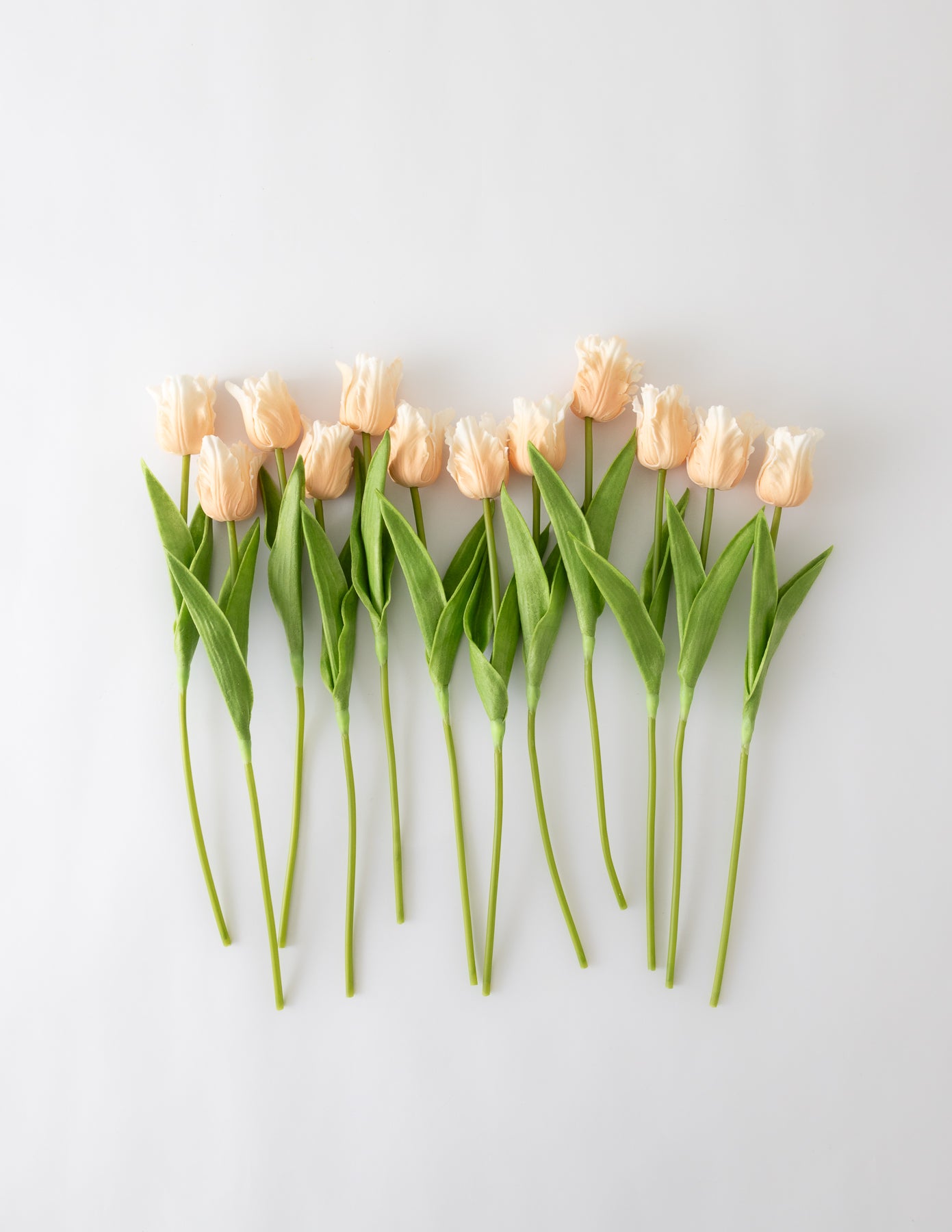 Parrot Tulip Bundle (12 Stems) - Light Peach