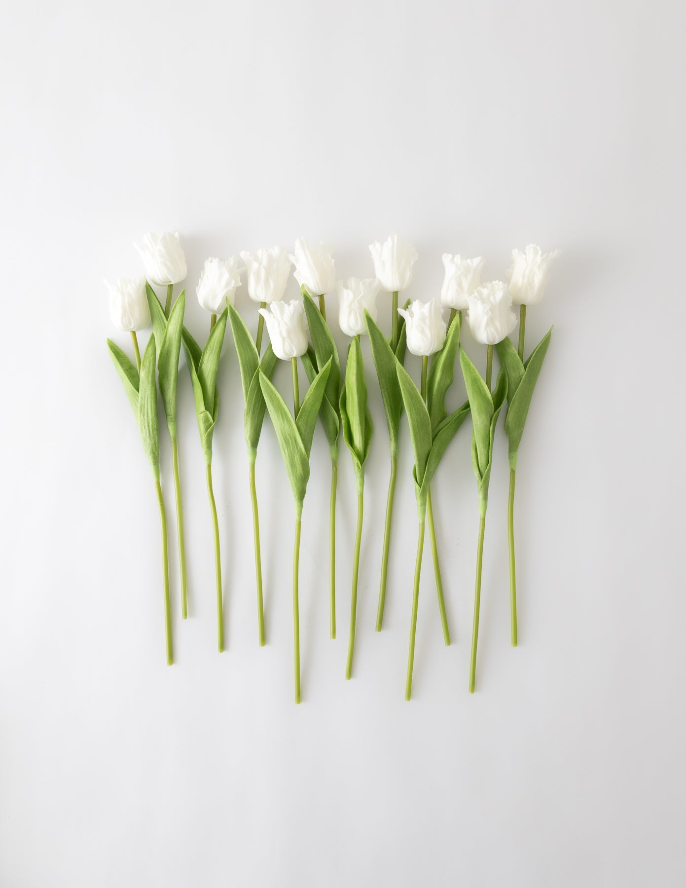 Parrot Tulip Bundle (12 Stems) - White