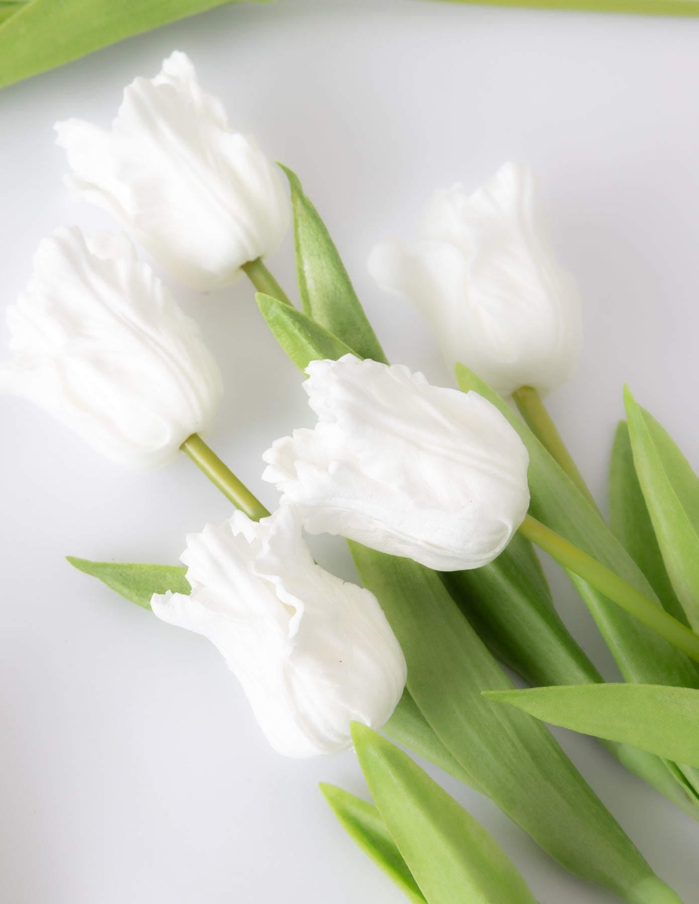 Parrot Tulip Bundle (12 Stems) - White